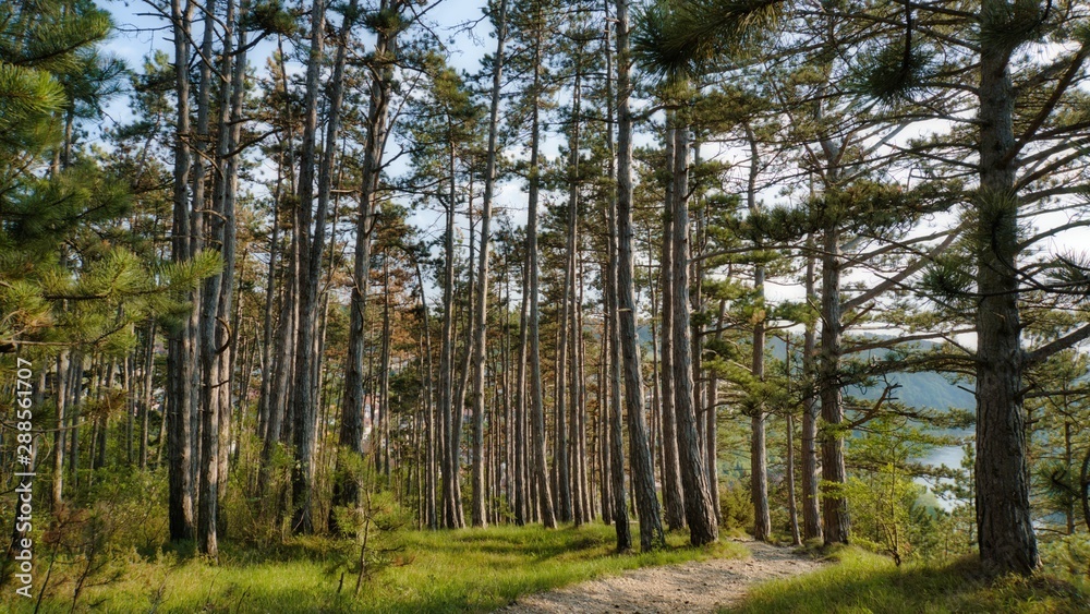 Forest