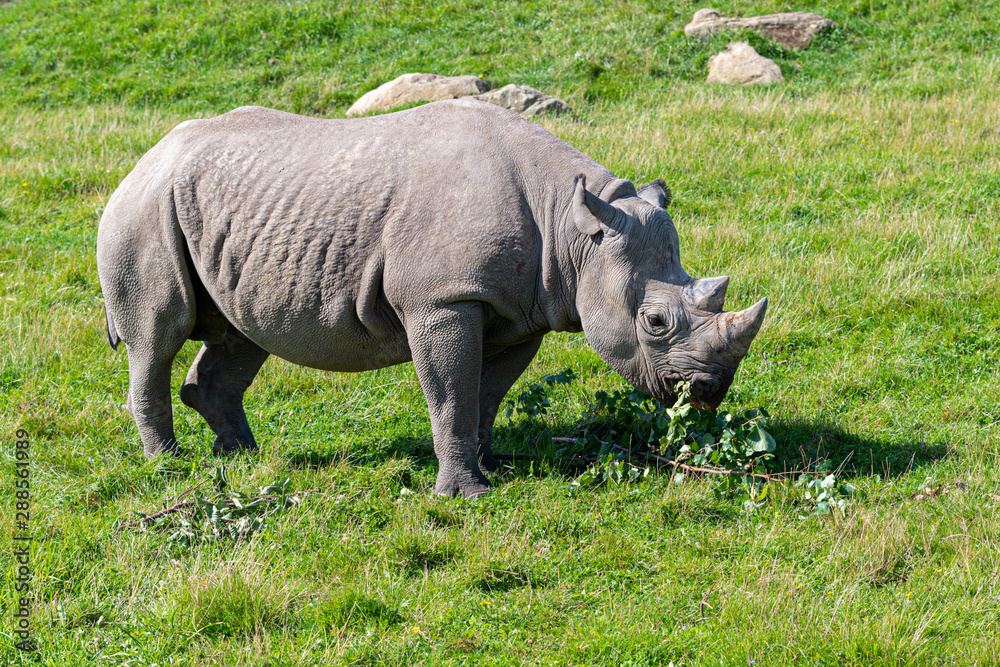 critically endangered African Black Rhino critically endangered African Black Rhino