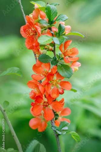 Summer floral background. Flower for postcard, greeting card. Beautiful red flowers quince, queen-apple, applequince on green background close-up. Ornamental fruit tree background.