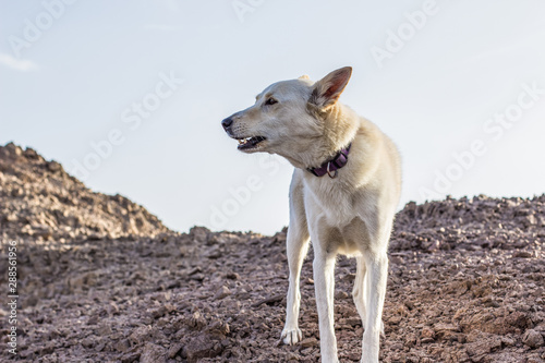 white dog worried emotions portrait in bare mountain hills outdoor highland environment 