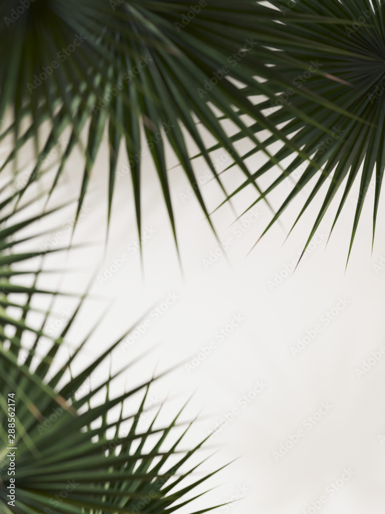 Fototapeta premium Cosmetic background for beauty product presentation. Natural organic leaves on white background. 3d rendering illustration.
