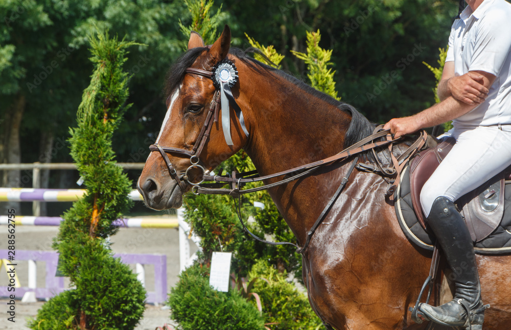 Man riding a bay horse at stop Man riding a bay horse at stop