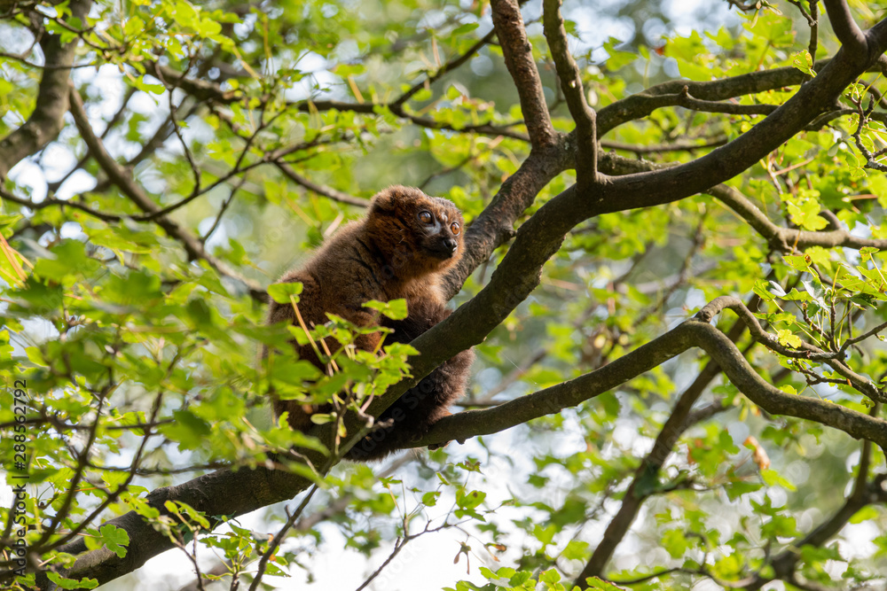 Red Bellied Lemur Sat in a Tree Red Bellied Lemur Sat in a Tree