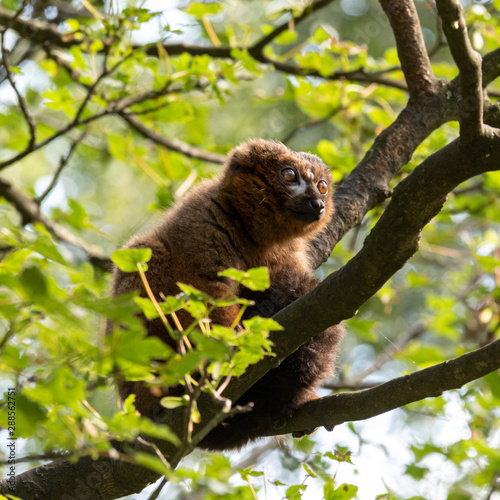 Red Bellied Lemur Sat in a Tree