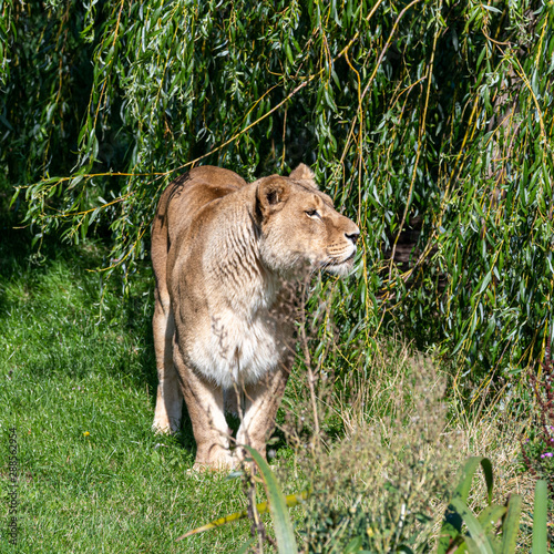 Majestic Lioness Walking in Grass