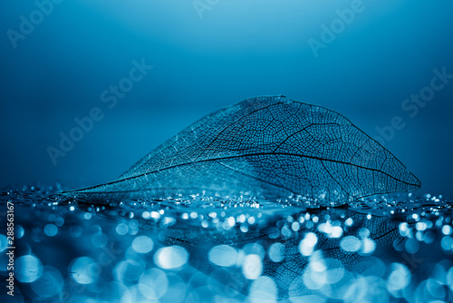  Transparent leaf skeleton and water droplets © banusevim