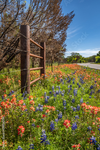 Mixed wildfowers of blue bonnets and paint brushes along roadside photo