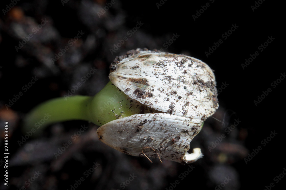 macro detail of sunflower seed germinating in spring macro detail of sunflower seed germinating in spring