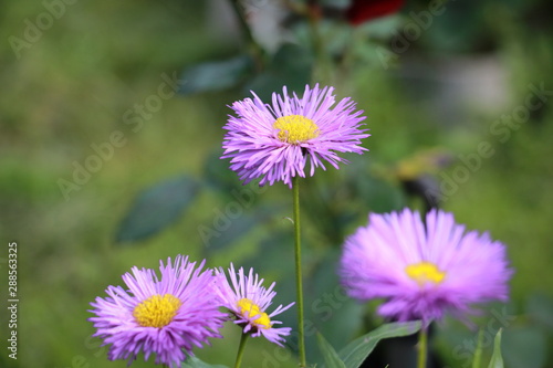 flowers of Aster Alpine in the garden