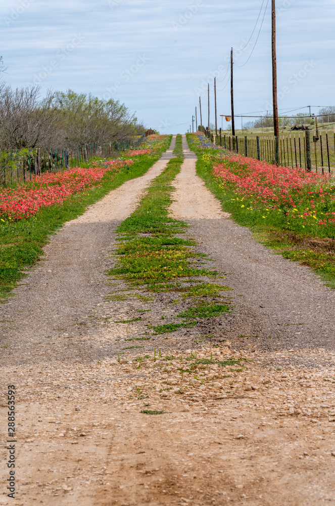 Dirt road over the horizon lined with Texas wildflowers Dirt road over the horizon lined with Texas wildflowers