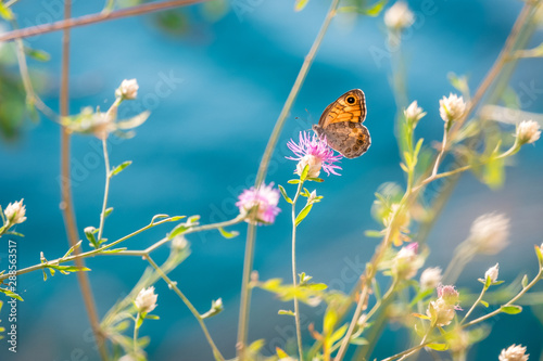 butterfly on a flower on a sunny summer day