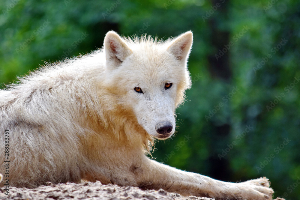 Beautiful Look of White Arctic Wolf Lying on Rock Portrait Beautiful Look of White Arctic Wolf Lying on Rock Portrait