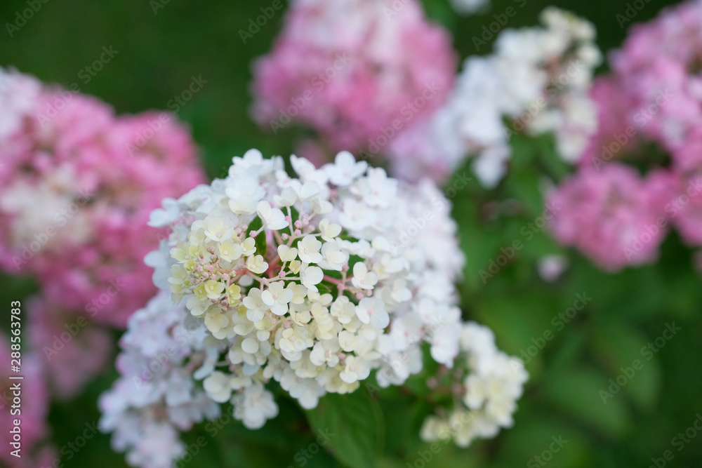 Favorite garden. Pink hydrangea in bloom. Hydrangea blooms on a sunny day. Blossoming flowers in the summer garden.