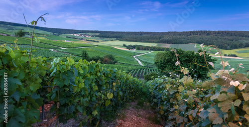 Fleury-la-Rivier, France - Evening Panorama View of the Hillsides of Champagne (UNESCO World Heritage) photo