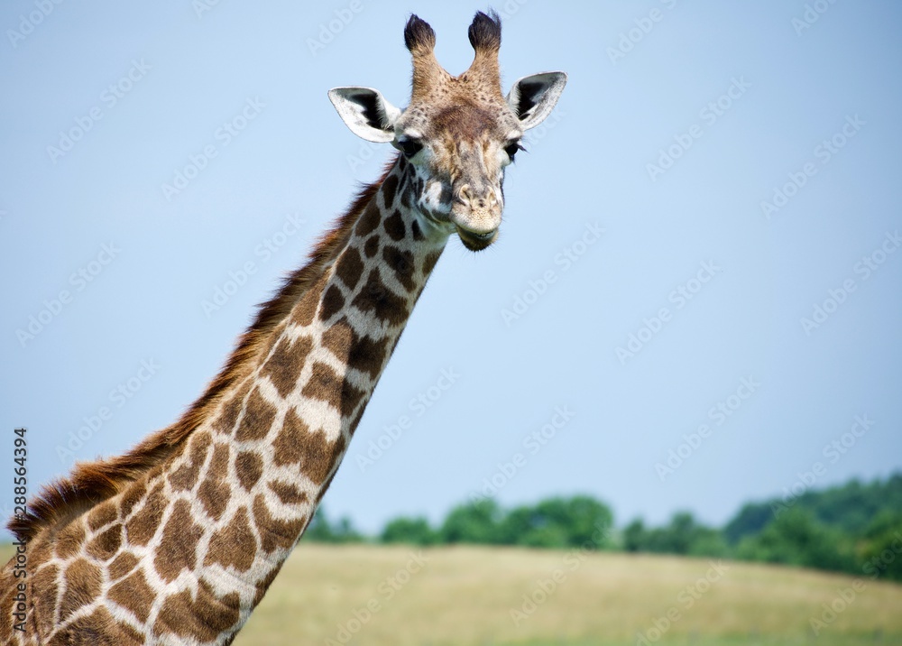 Isolated head and neck of reticulated giraffe Isolated head and neck of reticulated giraffe