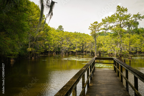 Fototapeta Naklejka Na Ścianę i Meble -  Pier at Caddo Lake State Park in Texas during summer