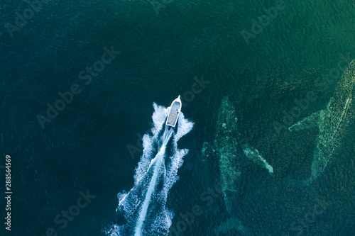 whale surfaces next to a fast boat