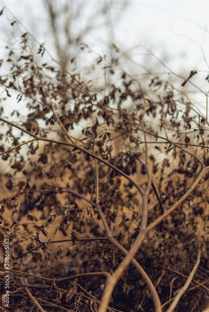 abstract nature background