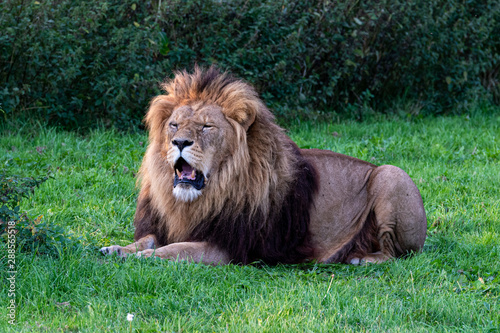 Large Male Lion in Grassland