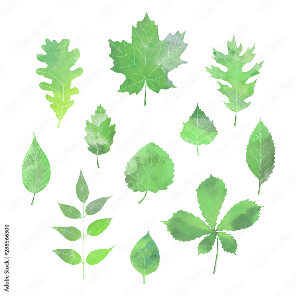 Set of isolated green leaves. Watercolor hand-painted isolated illustration. Set of isolated green leaves. Watercolor hand-painted isolated illustration.