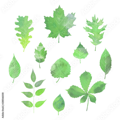 Set of isolated green leaves. Watercolor hand-painted isolated illustration. 