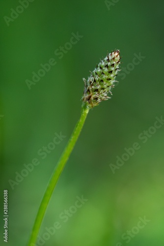 Plantain (Plantago lanceolata) was first used for all diseases of the respiratory organs, has laxative effects and generally strengthens organism. © venars.original