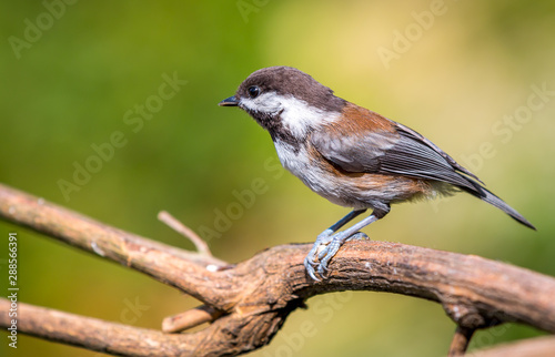 A Black capped chickadee sits on a branch in Canada looking for food.