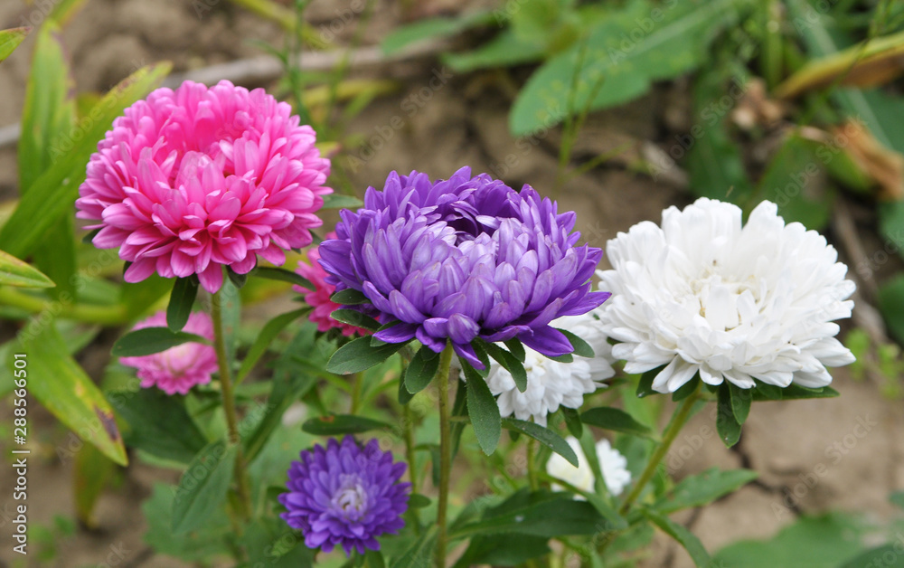 Obraz premium The flowerbeds have asters