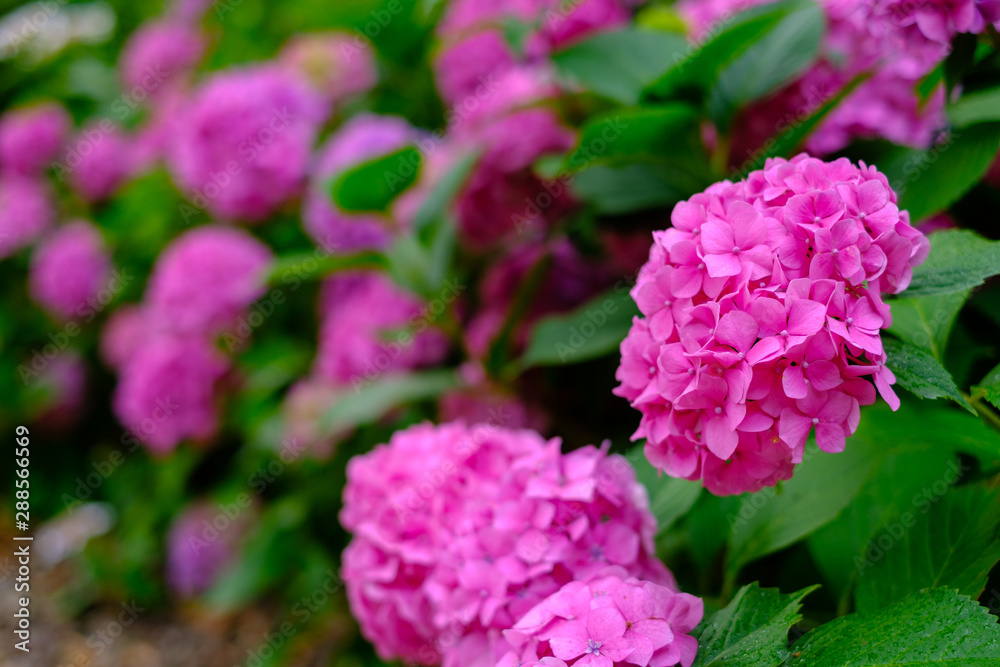 Blooming pink hortensia flowers in garden Blooming pink hortensia flowers in garden