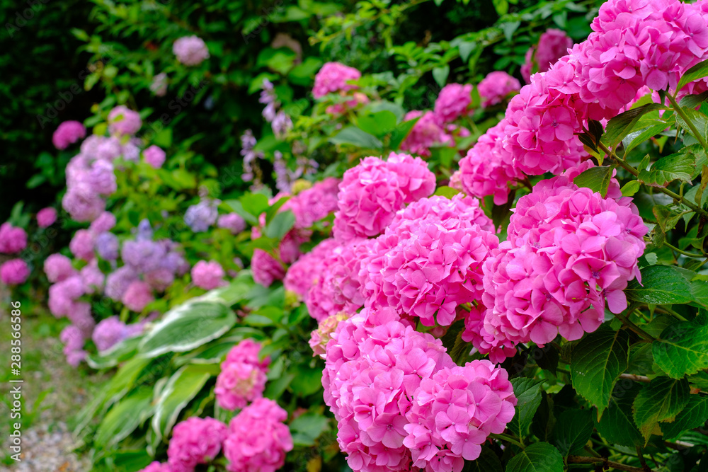 Blooming pink hortensia flowers in garden Blooming pink hortensia flowers in garden