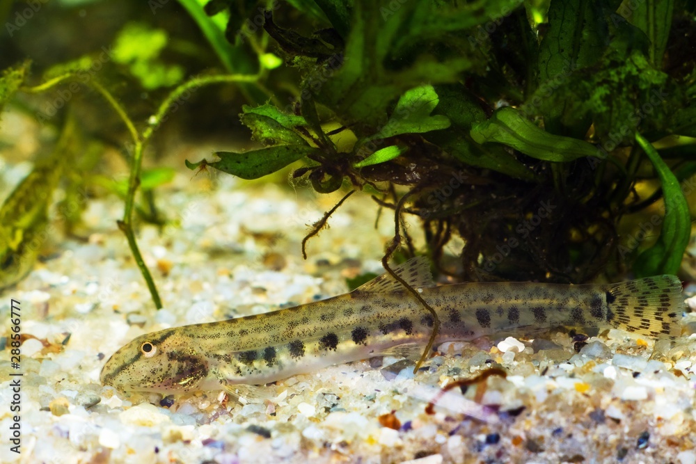 Obraz premium Cobitis taenia, weather spined loach, wide-spread little freshwater fish in European nature aquarium search for prey on sand bottom