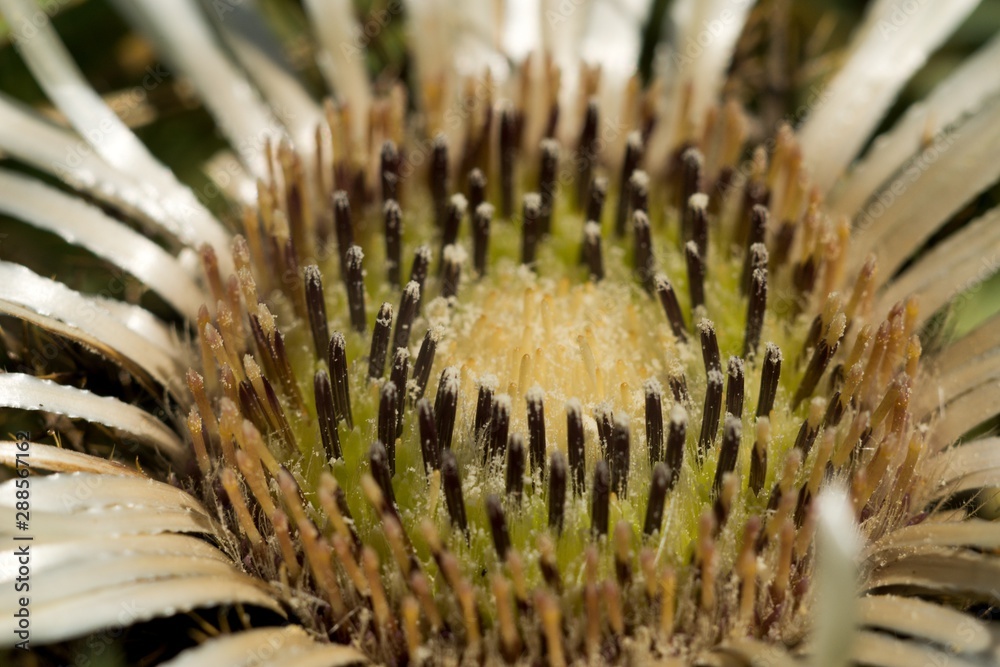 Carlina acaulis (Carlina acaulis L.) is a perennial herb of the family