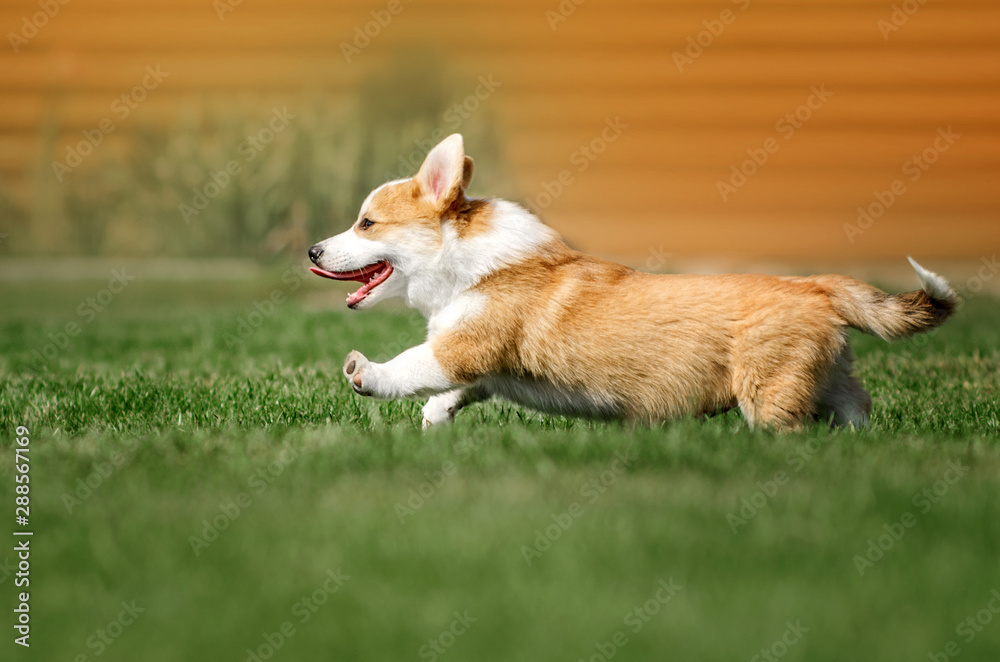 welsh corgi pembroke red puppy cute portrait playing on the lawn