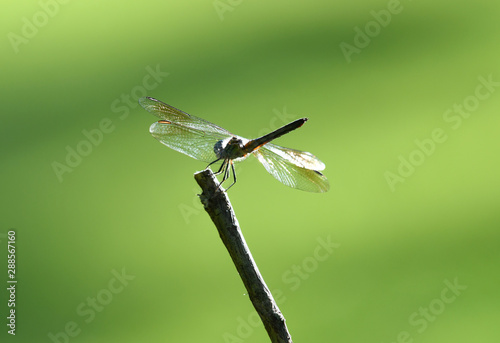 dragonfly stop on the branch