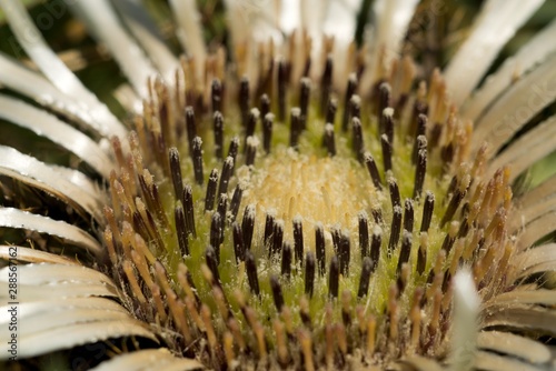 Carlina acaulis (Carlina acaulis L.) is a perennial herb of the family Asteraceae. In 1997 it became the German Plant of the Year. photo