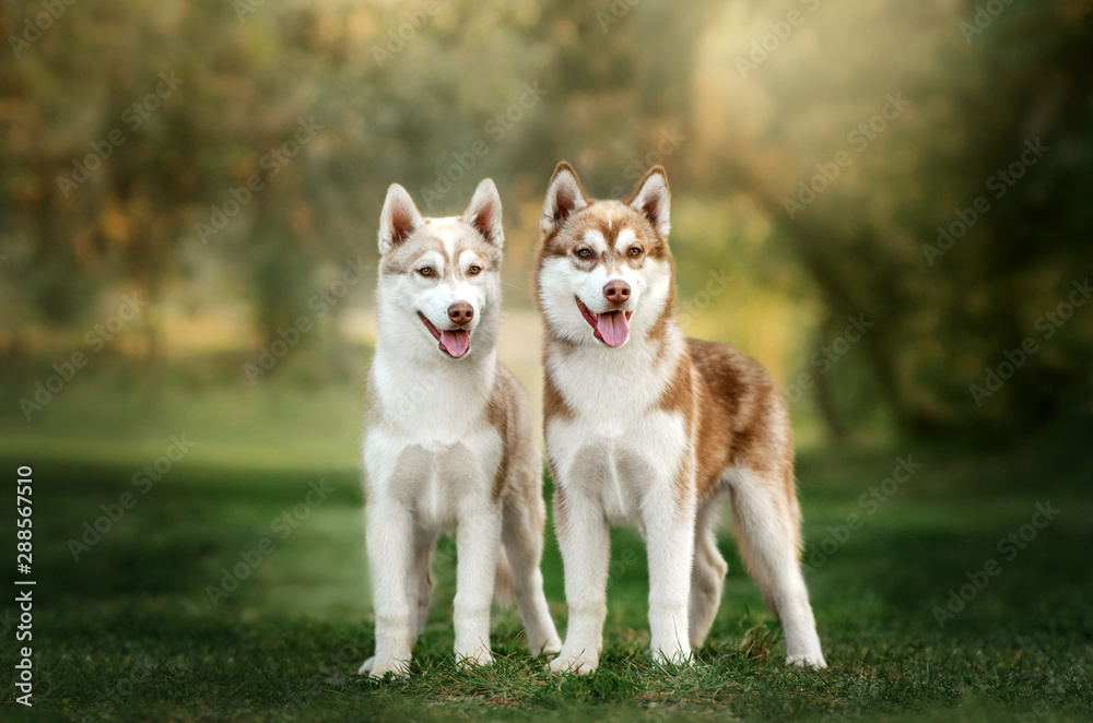 beautiful siberian husky puppies dog beautiful portrait morning magic light