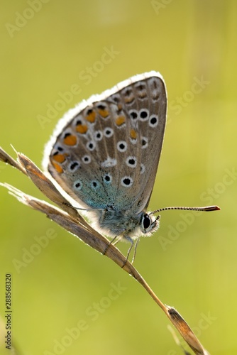 Common Blue (Polyommatus icarus) is a butterfly belonging to the family lycaenidae that occurs in different climatic regions - North Africa, Europe, East Asia. © venars.original