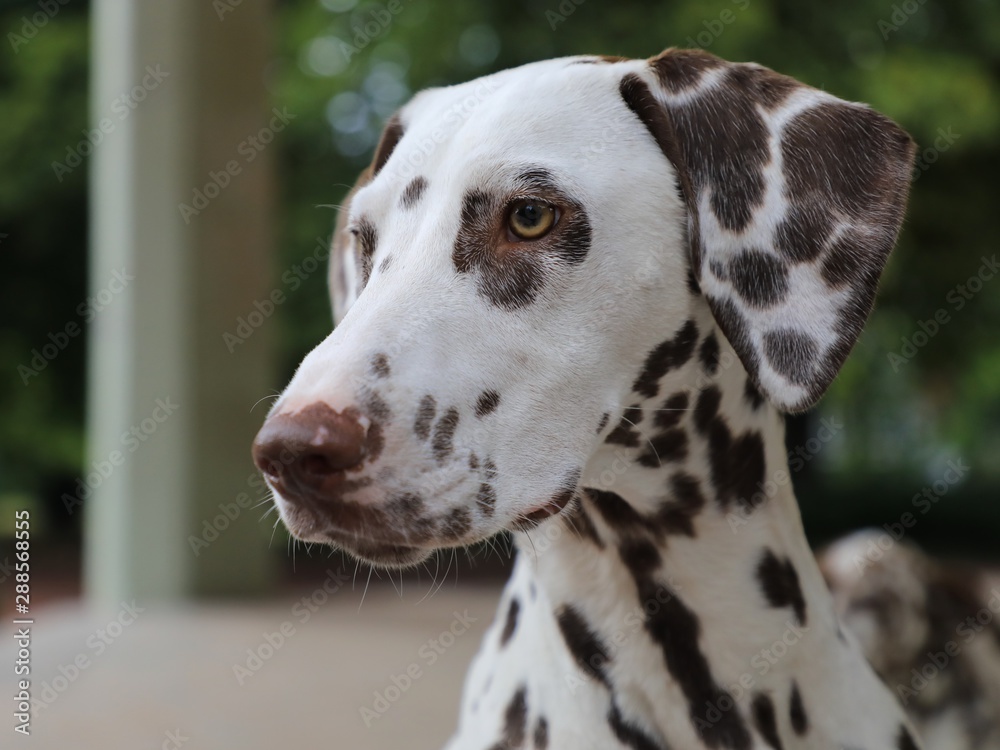 Portrait of a beautiful white dog with brown dots, dalmatian Portrait of a beautiful white dog with brown dots, dalmatian