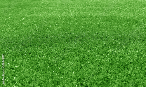 Green grass lawn as a background.