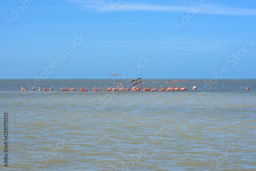 Flamingos en Celestun, Mexico