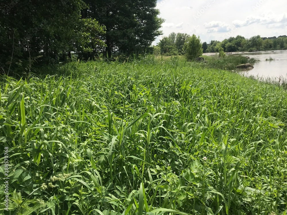Fototapeta premium field of corn