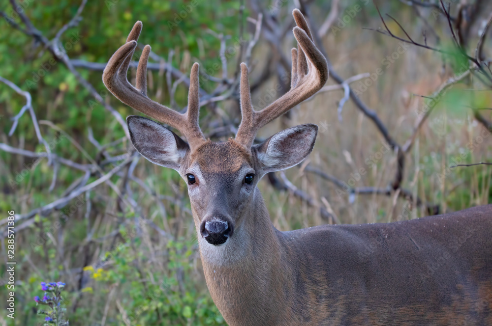 A wild White-tailed deer buck on an early morning with velvet antlers in summer in Canada