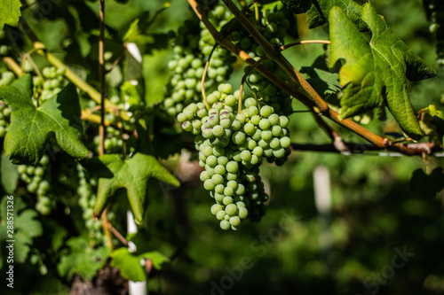 Wallpaper Mural Grapes on vines at a vineyard in Italy Torontodigital.ca