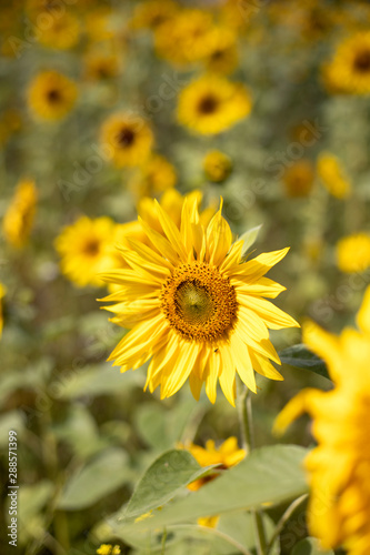 A field of sunflowers