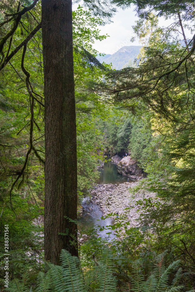 Fototapeta premium view through the forest on to mountain range of north vancouver in Canada