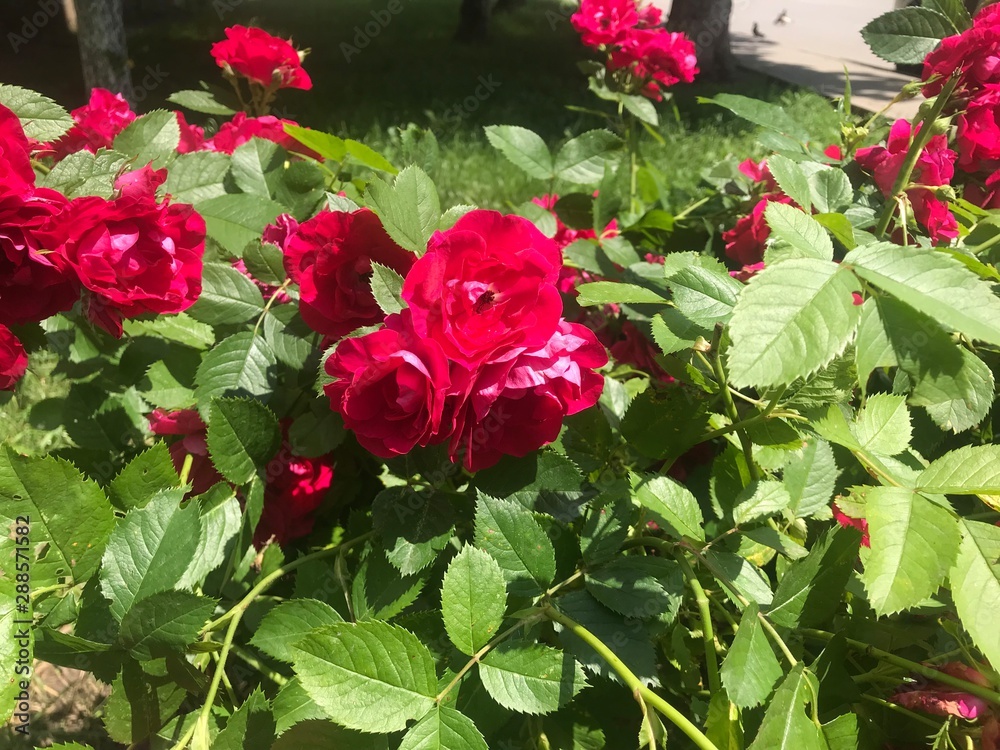 red roses in the garden