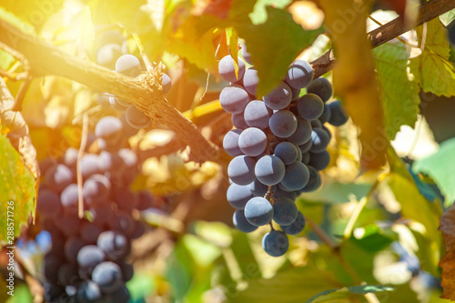 Large bunch of grapes Isabella hang from a vine, Close Up of red wine grapes.