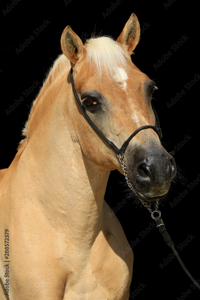 Fototapeta premium Portrait von einem Haflinger im Studio (Hochformat)