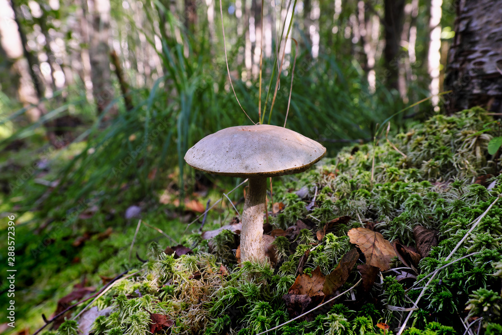 Fototapeta premium Boletus