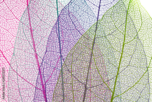 Beautiful colored transparent leaf skeletons © banusevim